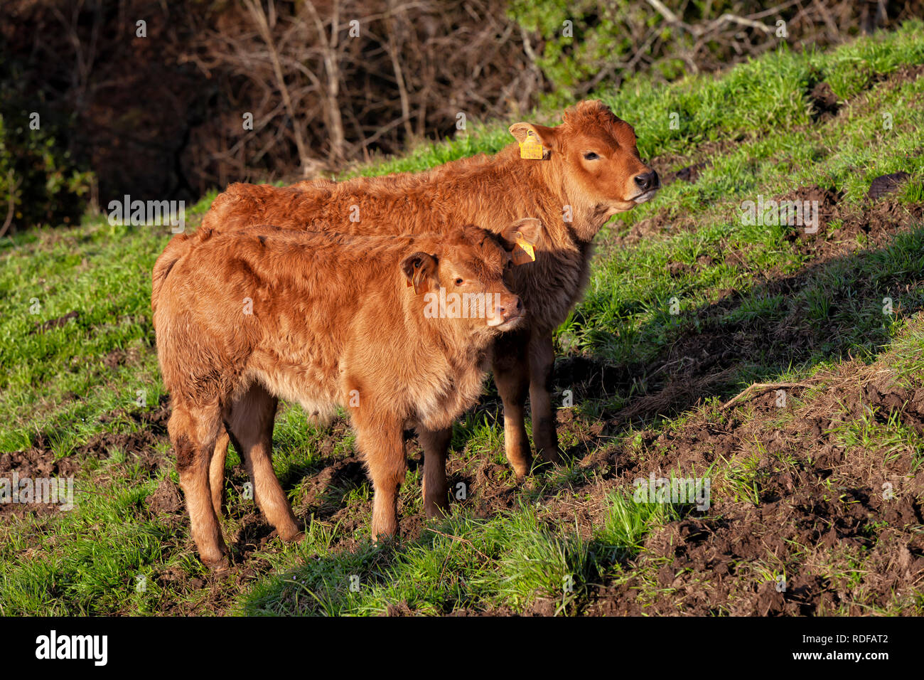 Zwei Kälber für die Fleischproduktion gezüchtet. Stockfoto