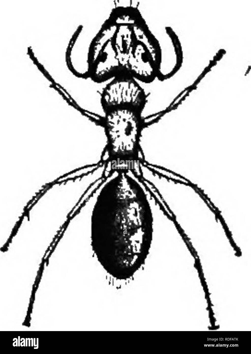 . Die Biene - der Keeper Guide: oder Handbuch der Imkerei. Biene Kultur; Bienen. Oder, MANUAI&lt; OP 99487 BIENENHAUS. SOI Kammer, Es ist nicht schwer, Vergiftung zu üben. Ein Jahr habe ich versucht, Paris - Grün mit Erfolg. Es gibt mehrere Berichte über Ameisen in die Bienenstöcke und Tötung der Bienen; sogar die Königin ist gesagt worden, damit zerstört haben. Ich lerne von Herrn H. E. Hill, von Florida, von einem großen roten Ameisen sonderbare zu diesem Abschnitt (Abb. 288), das ist ein Schrecken für Bienen. Es hat 19 Kerne in einer Woche zerstört und Hunderte von Dollar Wert der Bienen, Herr Hill. Es blendet und baue in morschem Holz, oben und Stockfoto