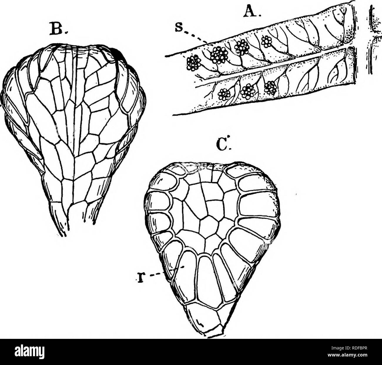 . Die Struktur und die Entwicklung der Moose und Farne (Archegoniatae). Anlage; Morphologie; Moose und Farne. 370 Moose und Farne CHAP. Osmunda und der Lamina des Blattes zeigt keine peculi - arities. Im G. Larix spp (Boodle (3)), die Stele ist ein hohler Zylinder - Inder, sowohl mit internen als auch externen Phloem und endodermis (Abb. 210, B). Die sporangium der Entwicklung der sporangium von Bower untersucht wurde (19). Die jungen Behälter beginnt sich zu entwickeln, während das Blatt noch fest aufgerollt ist. Vom Rand der runden Gefäßes, und in einigen Fällen auch von der oberen Oberfläche, die r-. Abb., 212 Stockfoto