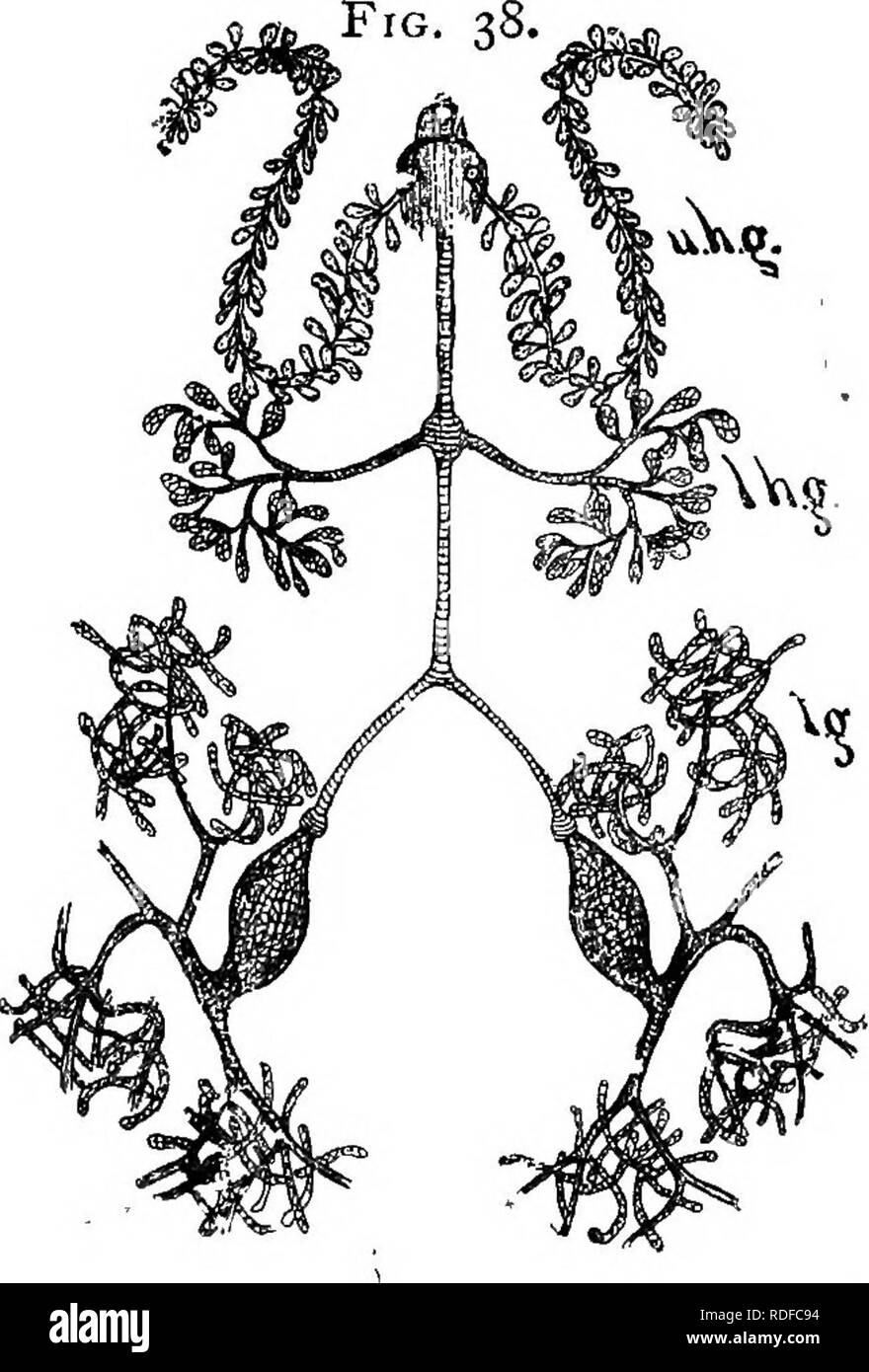 . Die Biene - der Keeper Guide: oder Handbuch der Imkerei. Biene Kultur; Bienen. 114 Drüsen der Siebold. Der Meibom-drüsen in unserer eigenen Augenlider; das heisst, eine lange Leitung trägt viele Follikel reich mit absondernden Zellen, das Ganze wie ein Compound leaf mit kleinen Blättchen. Die Kanäle sind leer auf dem Boden der Öffnung. Diese Drüsen sind sehr in Krankenschwester Bienen markiert, aber im Alter Bienen kleiner.. Schiemenz glaubt, dass diese Drüsen die Nahrung für die Larven Bienen und auch für die Festlegung der Königin absondern. Ihre große Größe, ihre volle Entwicklung nur in die Krankenschwester Bienen und ihre gesamte Abwesenheit in Queen und Drohnen, surel Stockfoto