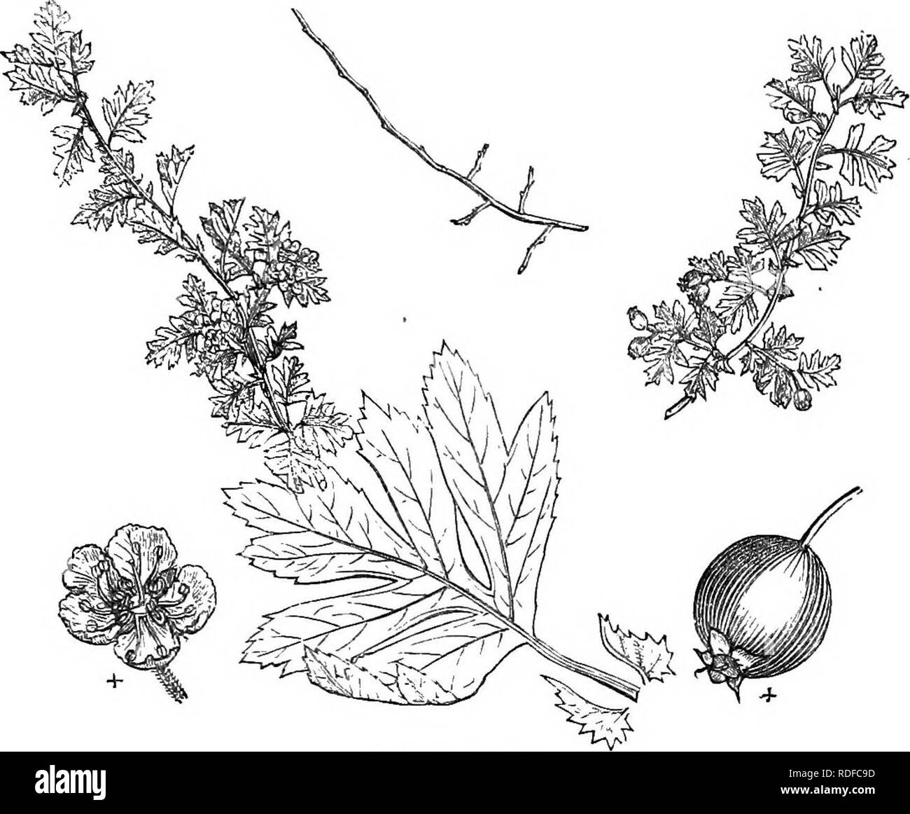 . Bäume und Sträucher: eine Übersicht des Arboretums et fruticetum britannicum: Mit der Hardy Bäume und schrubs von Großbritannien, einheimischen und ausländischen, wissenschaftlich und im Volksmund beschrieben: Mit ihrer Vermehrung, Kultur und verwendet und Gravuren auf fast alle Arten. Bäume, Sträucher, die Wälder und die Forstwirtschaft. XXVI. BOSA^'CE^: CRATa;^GUS. 373. 6 S 9. C. t. glkbra. auffälligste Erscheinung, von seinen Großen und tief eingeschnittene Laub, und seine starke, aufrechte, kräftige Triebe.. Bitte beachten Sie, dass diese Bilder aus gescannten Seite Bilder, die digital für die Lesbarkeit erhöht worden sein können extrahiert werden Stockfoto