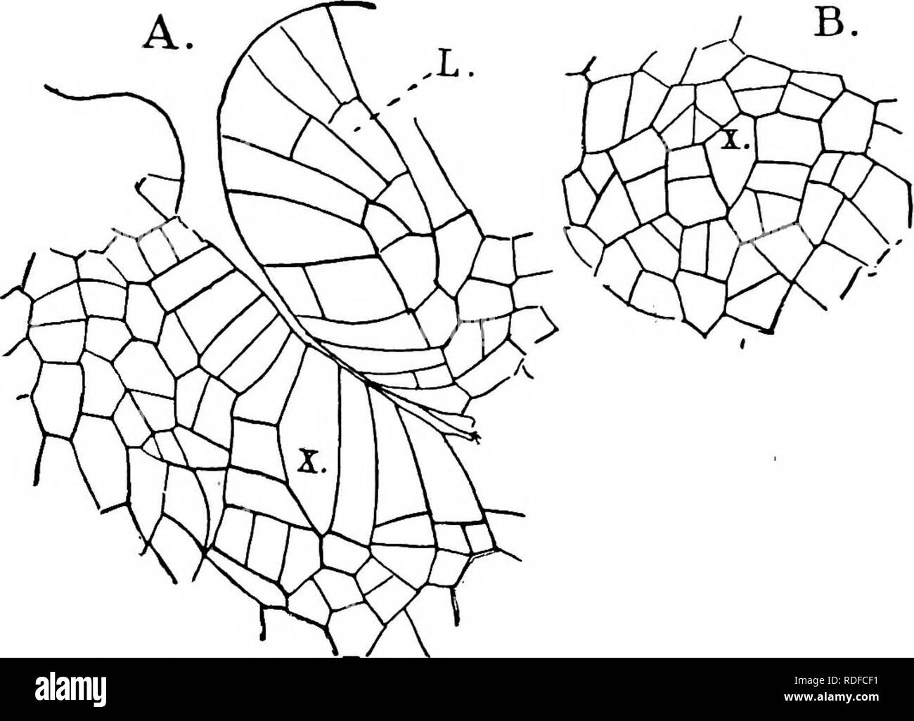 . Die Struktur und die Entwicklung der Moose und Farne (Archegoniatae). Anlage; Morphologie; Moose und Farne. VII PTERIDOPHYTA - FILICINEM - OPHIOGLOSSACE ^^Z Was zwischen diesen und den länglichen in den meisten Farne gefunden. Die Wände zwischen den Gruben sind sehr stark verdickt, und die Böden der entsprechenden Vertiefungen in die Mauern der angrenzenden Tracheiden sind durch eine sehr empfindliche Membran getrennt. In Abständen Markstrahlen, eine Zelle dick, erstrecken sich von der Haut auf die äußere Grenze der Xylem. Die Zellen sind radial gestreckt, und gleichmäßig verdickten Wänden und granulare Inhalt. Das Phloem bestehen Stockfoto