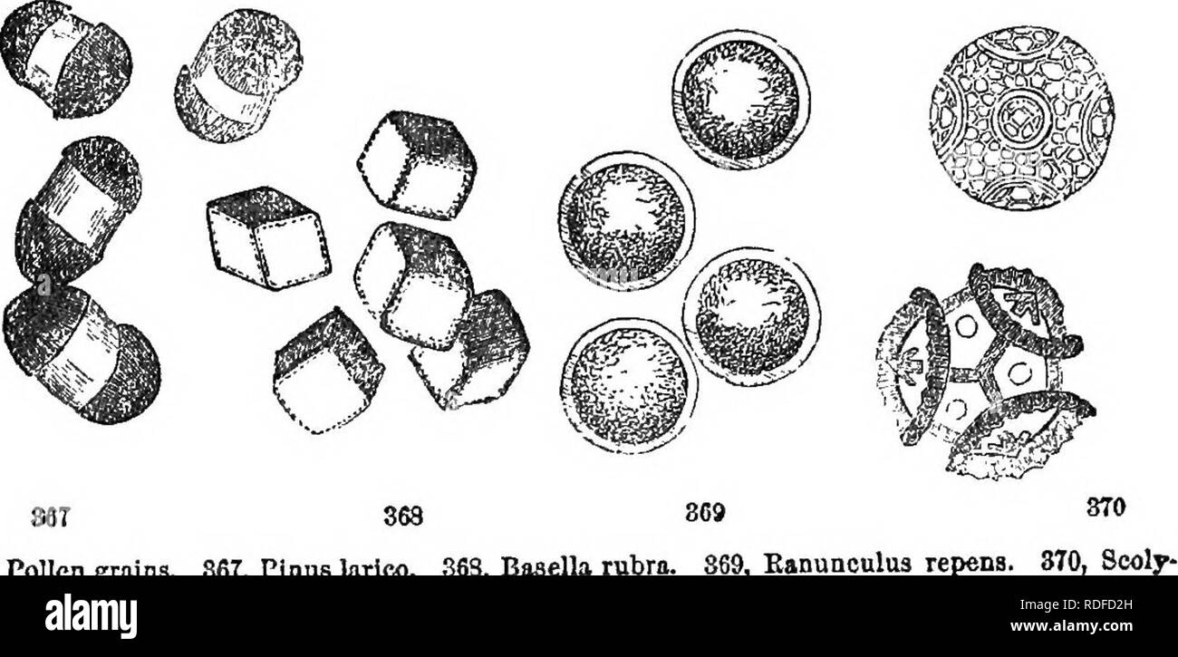 . Klasse - das Buch der Botanik: die Konturen der Struktur, Physiologie und Klassifizierung der Pflanzen; mit einer Flora der Vereinigten Staaten und Kanada. Botanik; Botanik; Botanik. Die STAUBGEFÄSSE, oder ANDHKCIUM. 103 phous, viele Sätze, wie in St. John's Wort; und syngenesious, wenn sie vereint durch ihre antheren sind, wie in der Compositaj. Schließlich 507. Die Abwesenheit der Staubgefäße insgesamt, ob durch Abtreibung, wie sie in den $ Blumen von Veratrum, oder durch Unterdrückung, wie in Eiche, tritt in verschiedenen Modi, wodurch die Pflanze einhäusig (§), zweihäusig ((3? ), Oder polygame (, S^9), wie bereits erläutert (§ 421). 508 Stockfoto