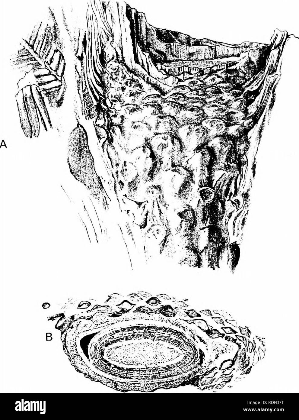 . Fossile Pflanzen: für Studenten der Botanik und Geologie. Paläobotanik. 488 CYCADOPHYTA [CH. Bucklandia indica sp. nov. Oldham und Morris^ und anschließend FeistmanteP beschrieben einige Exemplare von Cycadean stammt aus der Rajmahal Hügel von. Abb. 579. Buchlandia indioa. A, seitliche Ansicht der Lamellenpositionen, die Grundlagen und die angeschlossenen Blattstiele der Ptilophyllum, auch (links) das Fragment eines freistehenden Ptilo - phyllum Blatt. B, Querschnitt zeigt die Markröhre, Xylem Zylinder, Cortex, und Abschnitte der Blattstiele. (British Museum; Nat. Größe.) Indien des Unteren Jura Alter: Letztere Autor sie als Stiele werden Stockfoto