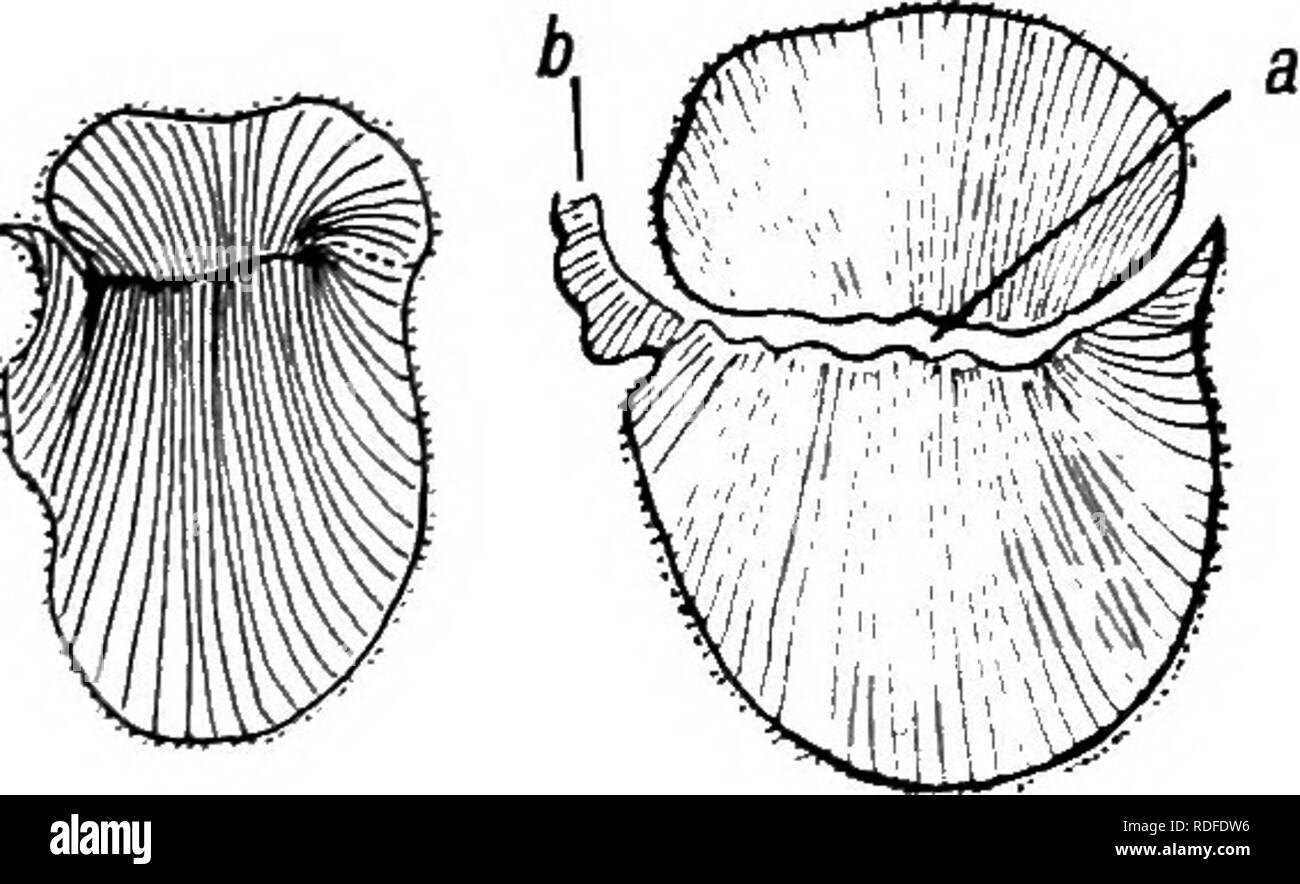 . Fossile Pflanzen: für Studenten der Botanik und Geologie. Paläobotanik. 148 MEDITLLOSEAE [CH.Verglichen mit den Stelen aus Medullosa Solmsi (Abb. 416, L) aber die von Rhexoxylon unterscheiden sich in der Mangel an Kontinuität des sekundären Xylem runden das schmale Band der zerquetschten primäre Xylem. Die anderen Stelen aus dem inneren Ring zeigen das gleiche duale Natur, wenn auch mit lokalen Änderungen. In der Stele in Bild gesehen. 438, B, es ist eine Annäherung an eine kontinuierliche cyhnder von sekundären Xylem besonders auf der rechten Seite. Außerhalb der Inneren Reihe sind mehrere Teile von in der Regel orientierten sekundäre Xylem Stockfoto