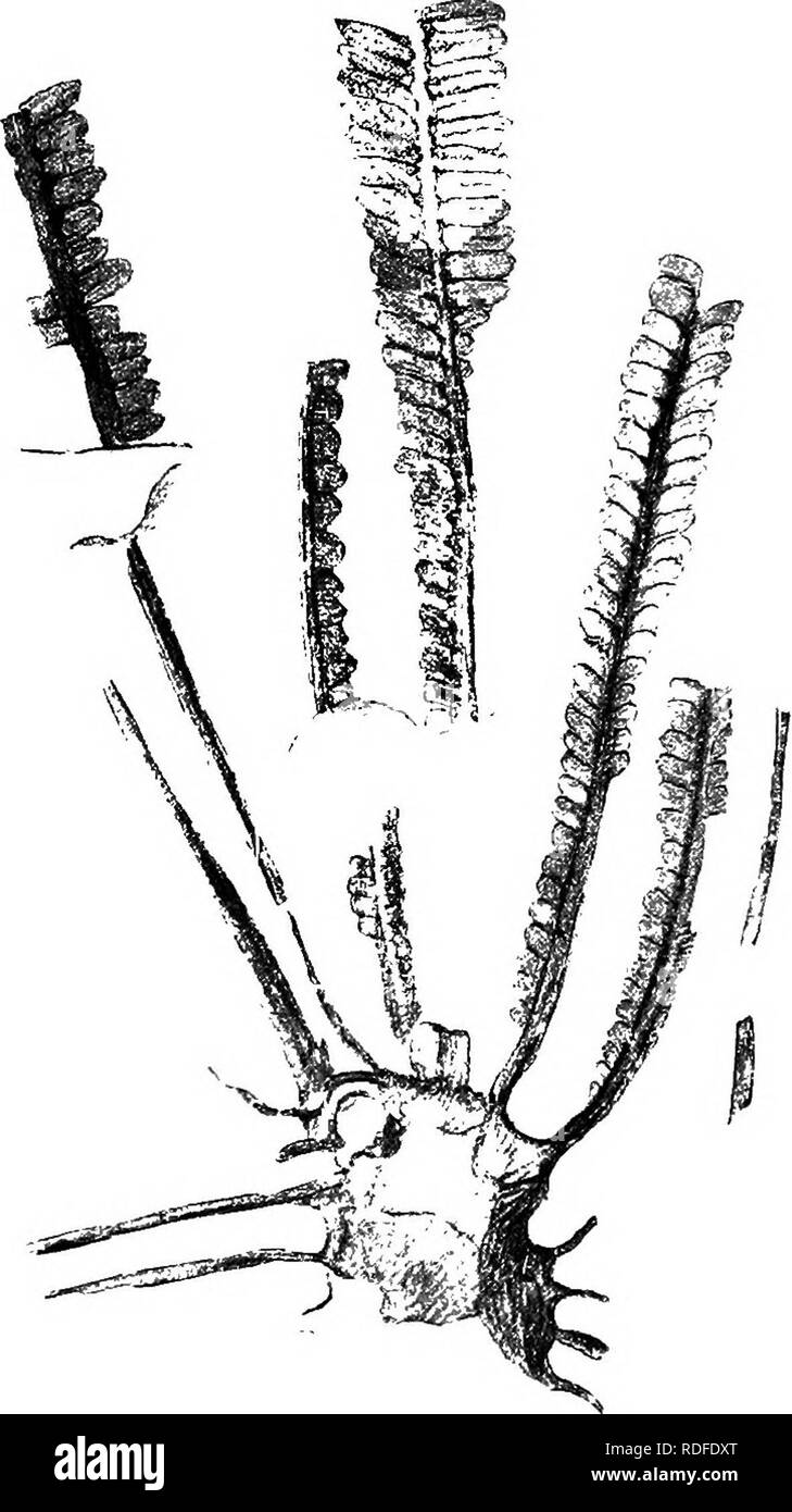 . Fossile Pflanzen: für Studenten der Botanik und Geologie. Paläobotanik. 522 PTERIBOS Dauerwellen usw. [CH. Blanckenhorn^ aus dem Bunter Betten von Commem. Die gefiederten Blätter erreichen eine Länge von 65 cm.; die untere halbkreisförmige pinnules Pass nach und nach im großen und ganzen lineare Segmente durch eine Basis und eine auriculate Neuropteris Typ der Äderung (Bild gekennzeichnet. 354, D', E). Im Beispiel in Abb. 349 firom ein. Abb. 349. Iiat Neuropteridium J. Größe.) Intermedium (Sohimp.). (Nach Blanckenhorn. Blanckenhorn von Figuren, die Wedel zu einem kurzen und dicken Wurzelstock Lager Wurzeln und Teile von ol angehängt sind Stockfoto