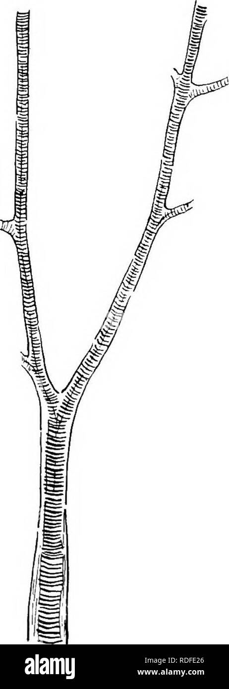 . Fossile Pflanzen: für Studenten der Botanik und Geologie. Paläobotanik. 78 PTEKIDOSPERMEAE [CH.von denen der Lyginopteris Wedel in der Abwesenheit von emergenzen (vgl. Abb. abweichen. 404, E). Die blattstiele (Abb. 411, B, a) haben eine einzige Con-centric vaskuläre Bundle mit internen protoxylem.. Wenn Rg. 413. (Sphenopteris Diplotmema) elegans. A. Gegabelte raohis mit Grundlagen der Seitenzweige (kidston CoU.); B, Pinna. (Nach Stur.) iv. Fortpflanzungsorgane. Noch keine zufriedenstellenden Beweismittel wurde veröffentlicht in Bezug auf die Art der microsporangia aber in aller Wahrscheinlichkeit diese wurden auf der gleichen gebaut Stockfoto
