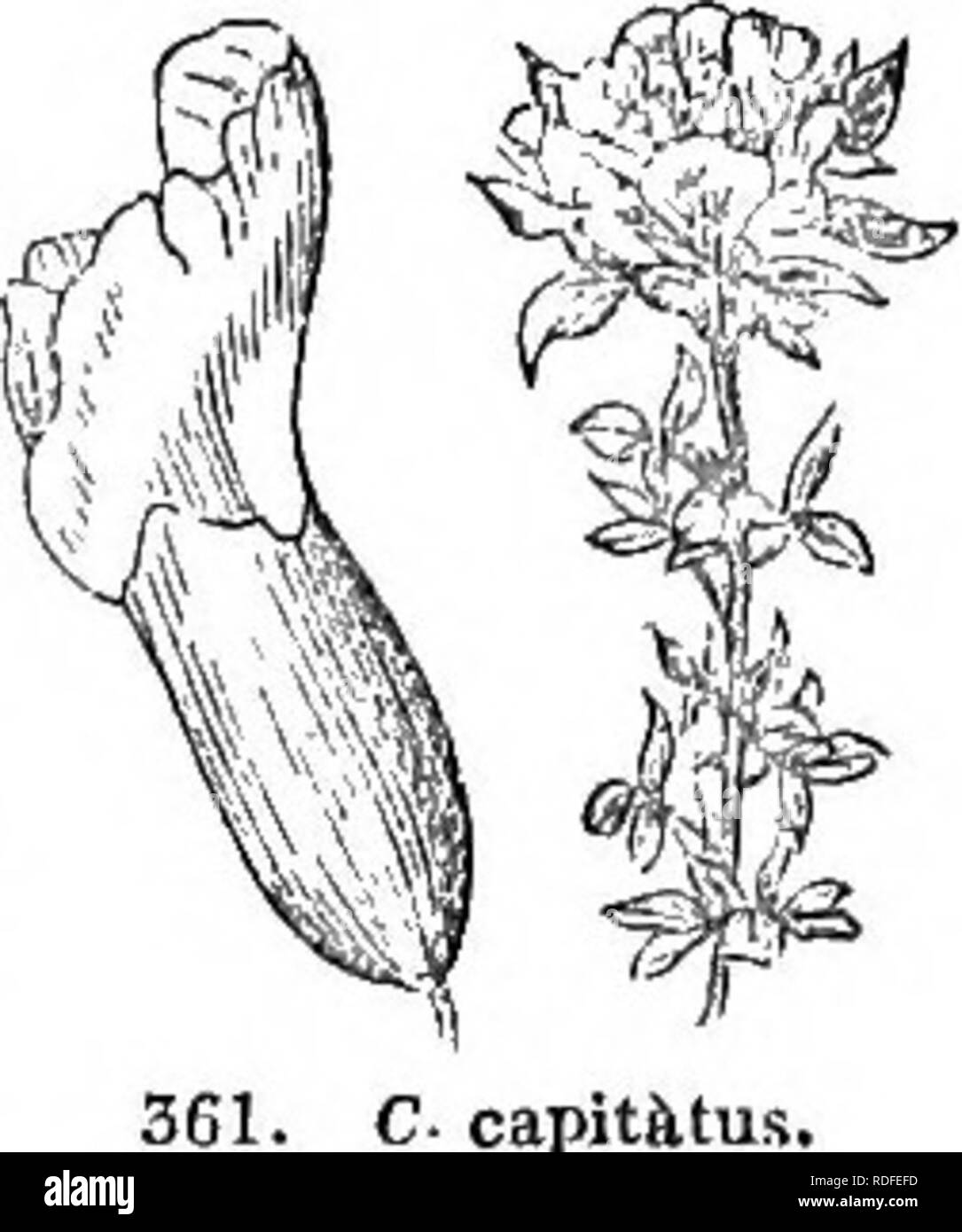 . Bäume und Sträucher: eine Übersicht des Arboretums et fruticetum britannicum: Mit der Hardy Bäume und schrubs von Großbritannien, einheimischen und ausländischen, wissenschaftlich und im Volksmund beschrieben: Mit ihrer Vermehrung, Kultur und verwendet und Gravuren auf fast alle Arten. Bäume, Sträucher, die Wälder und die Forstwirtschaft. 224 ARBORETUM ET FRUTICETUM BRITANNICUM. {Dez. Prod.) ein decumbent behaarte Strauch. Heimisch in Belgien, Österreich, Pannonia, Sibirien, der Türkei, und Dauphine, sowohl auf exponierten Hügeln und in geschützten buschigen Plätze. Höhe 1 ft. Im Jahr 1755 eingeführt. Blüten hellgelb, mit dem standard Rötlich; t Stockfoto