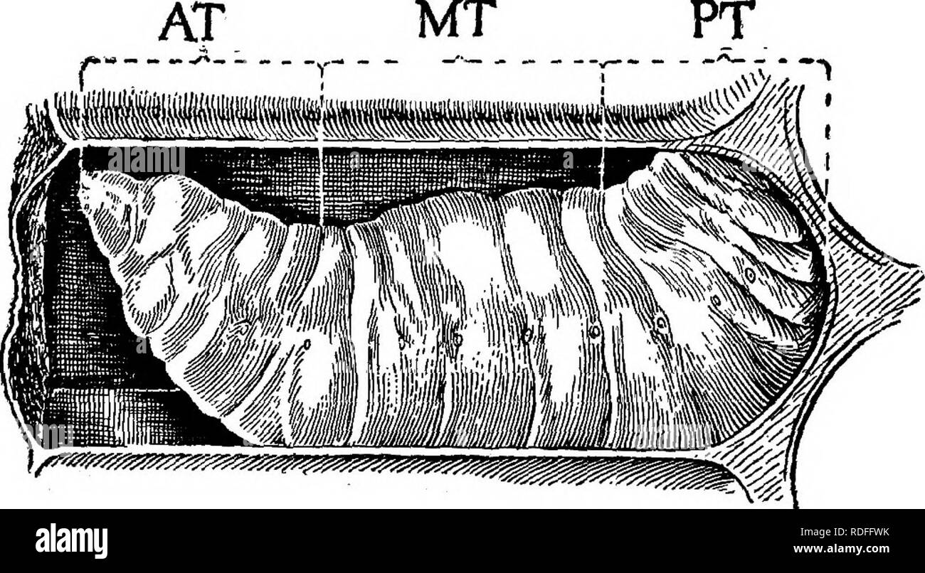 . Sacbrood. Bienen. 8 BULLETIN 431, US 0 EPABTMKNT von AGBICULTTJBE. Darstellung EINES GESUNDEN LAKVA IN DAS ALTER, IN DEM ER stirbt der SACBKOOD. Die Symptome, die von den anderen sacbrood Brutkrankheiten unterscheiden sich vor allem in den post-mortem gefunden zu Erscheinungen des larvse Tot der Krankheit sein. Als Hilfe bei der Auslegung der Beschreibung dieser Erscheinungen eine Beschreibung der gesunden Larven. , Larvse', die sterben, der sacbrood, tun dies fast ausnahmslos nach Kappung und während der vier Tage vor der Änderung in der Form der reifen Biene zu, dass eine echte Puppe Stockfoto