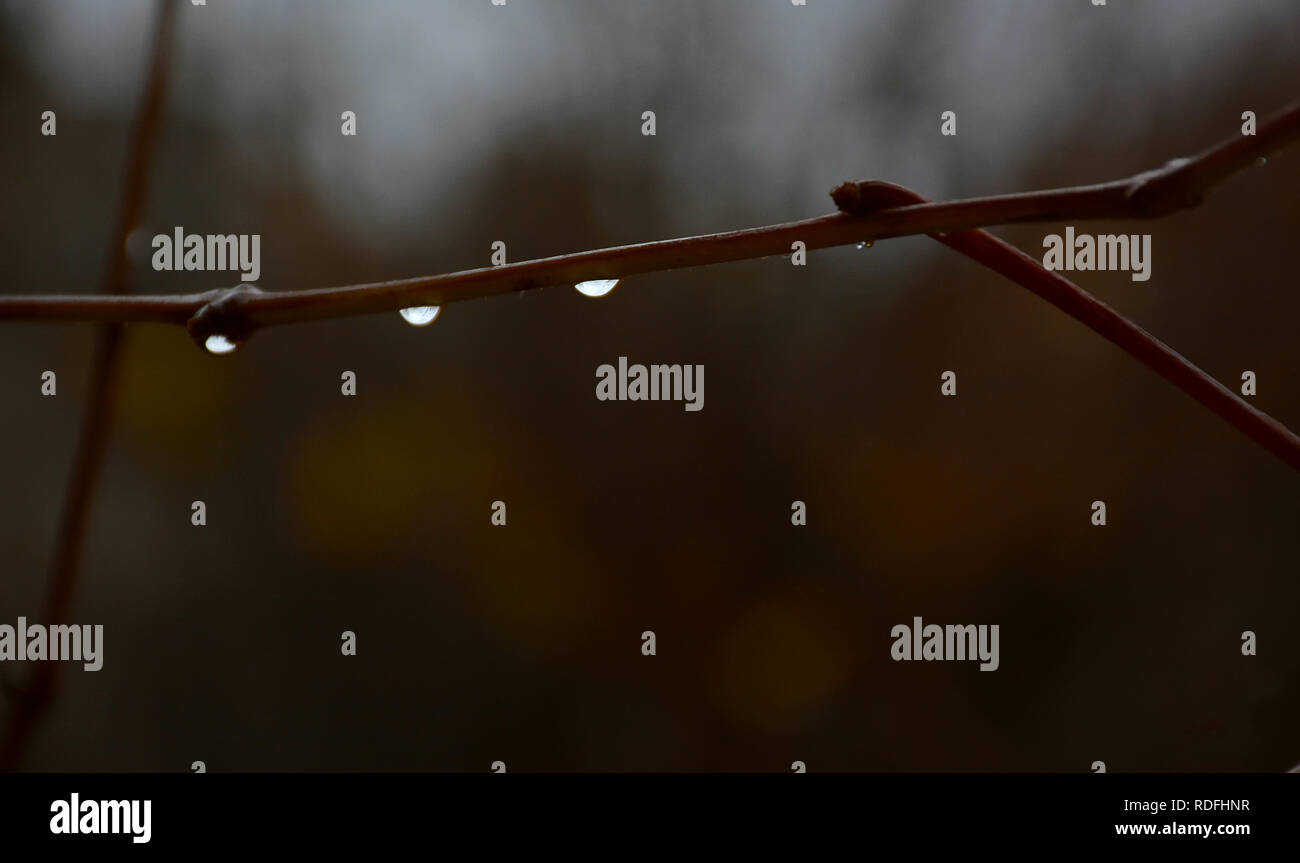 Drei Regentropfen auf einem Zweig. Frische Regen fällt auf die Zweige Stockfoto