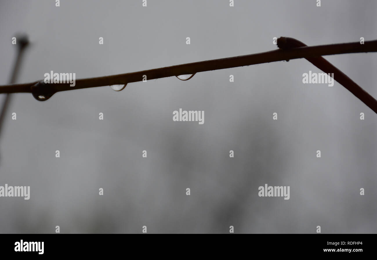 Drei Regentropfen auf einem Zweig. Frische Regen fällt auf die Zweige Stockfoto