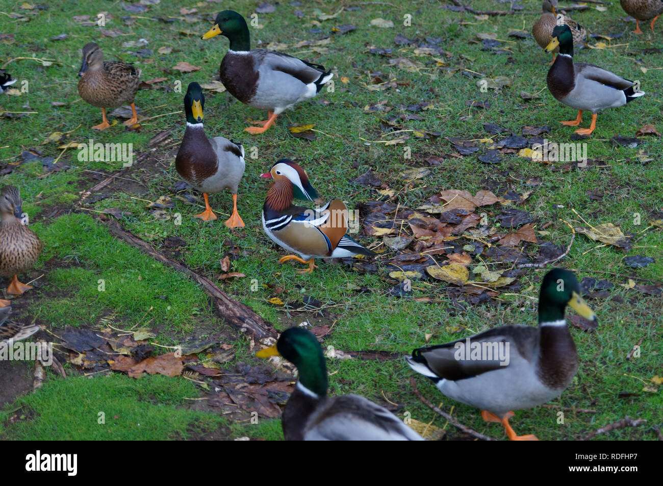 Männliche Mandarinente umgeben von Gruppen von Stockenten (männlich und weiblich) Stockfoto