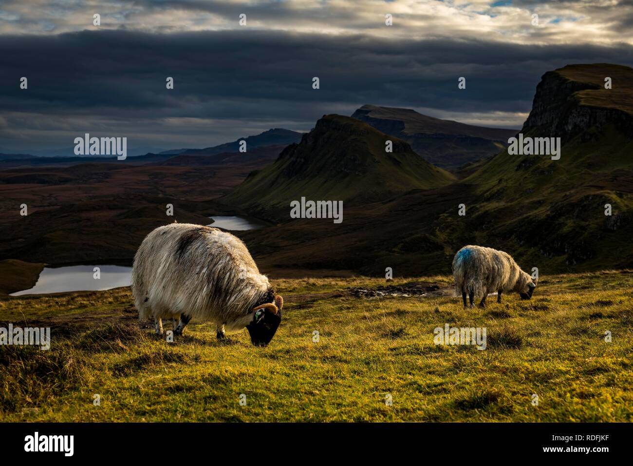 Quiraing massiv mit dramatische Wolken und Schafe in den Vordergrund Portree, Isle of Sky, Schottland, Vereinigtes Königreich Stockfoto