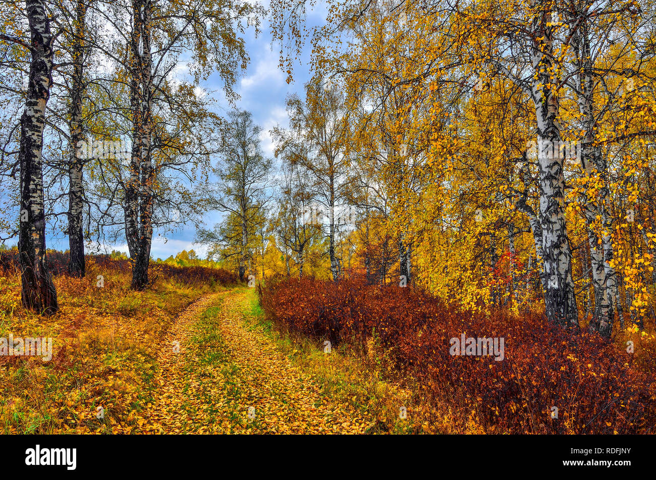 Schöne romantische Landschaft mit goldenen Birken und rote Büsche entlang der Straße im Herbst Wald - helle Herbst Hintergrund bei warmen Tag im September wit Stockfoto