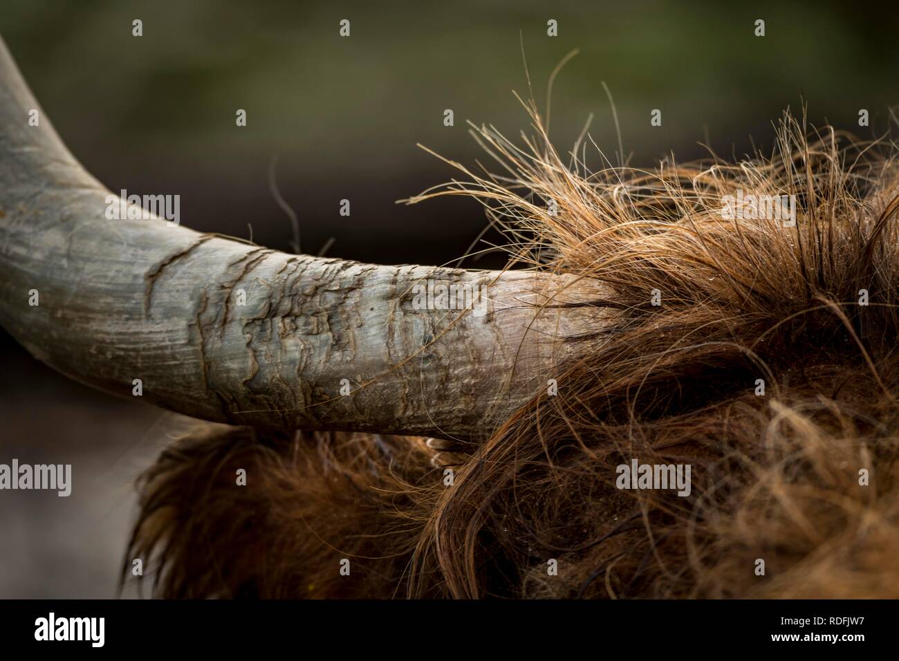 Horn von einem schottischen Highland Cattle (Bos taurus), Schottland, Vereinigtes Königreich Stockfoto