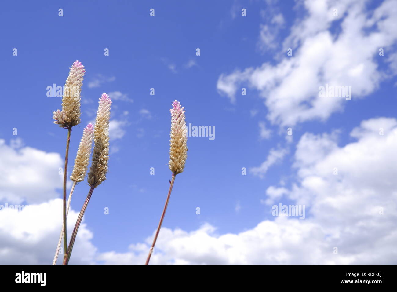 Celosia Caracas - Die cockscomb Blume in der Natur gegen den blauen Himmel Hintergrund Stockfoto