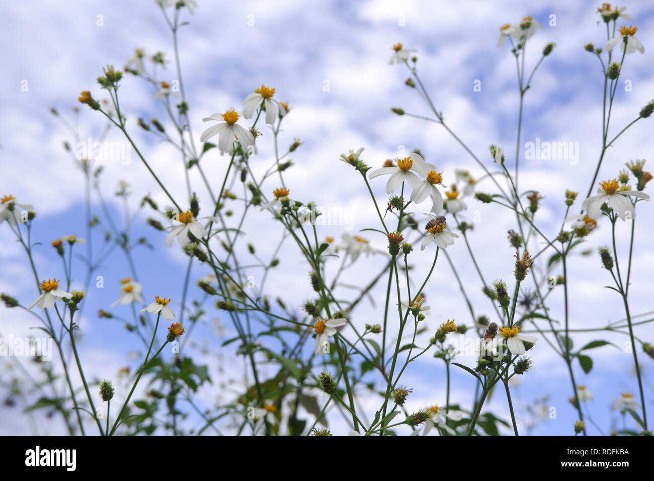 Gänseblümchen weiß Blume Blüte in der Natur gegen den blauen Himmel Hintergrund Stockfoto