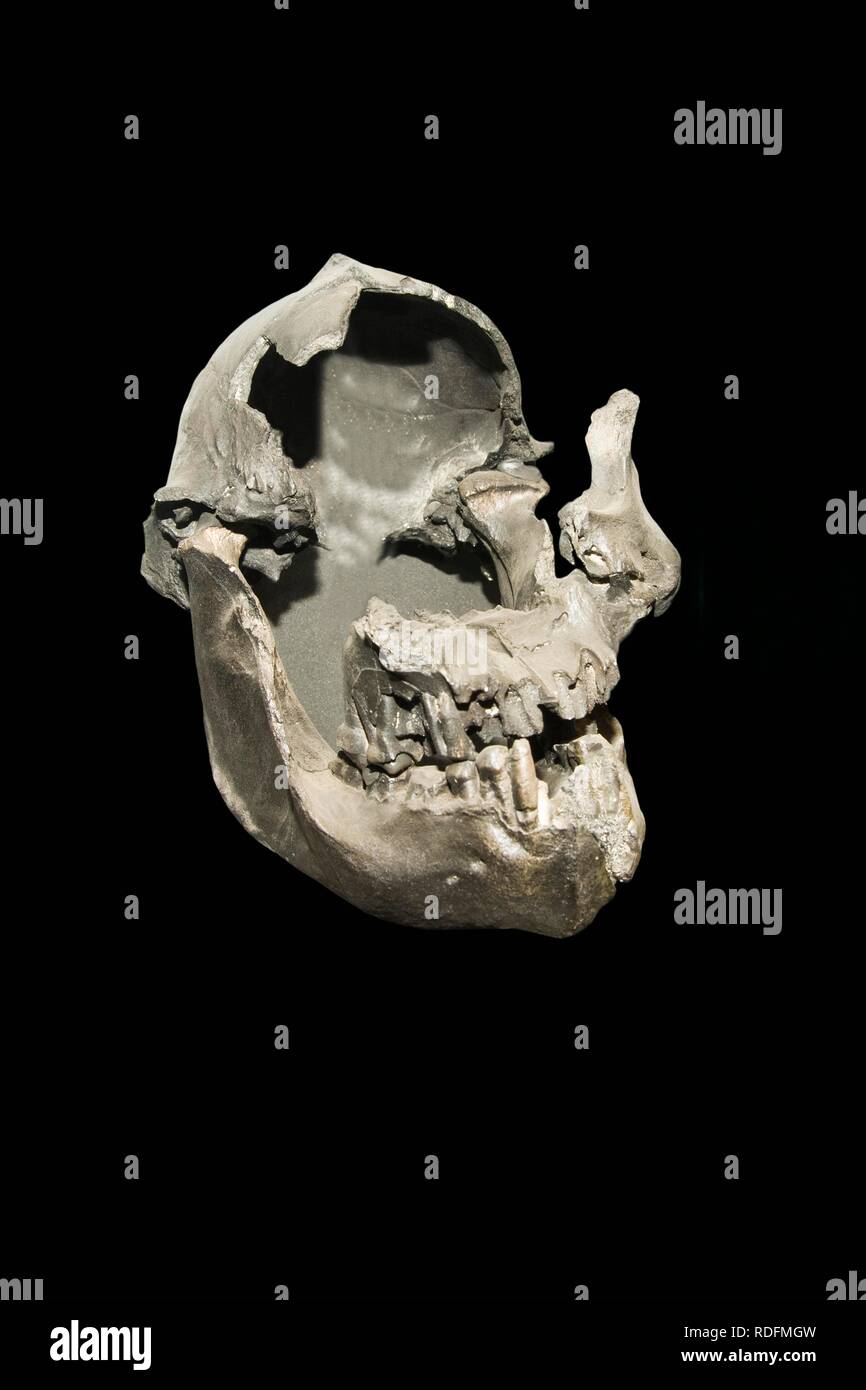 Australopithecus boisei Schädel, Nationalmuseum Addis Abeba, Äthiopien, Afrika Stockfoto