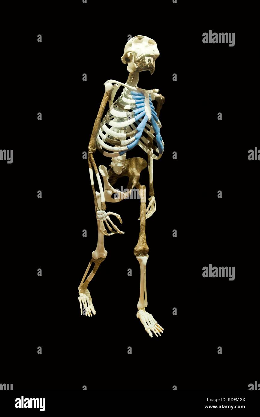 Nachbildung des Skeletts des Australopithecus afarensis Lucy auch als Dinknesh, wunderbar, Addis Abeba National Museum bekannt Stockfoto