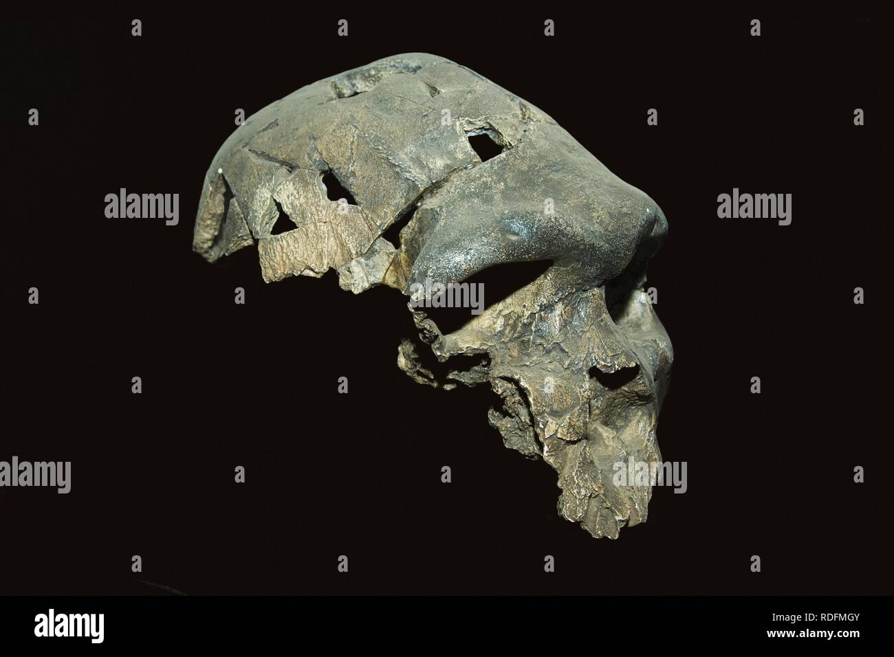Homo rhodesiensis Schädel, Nationalmuseum Addis Abeba, Äthiopien, Afrika Stockfoto