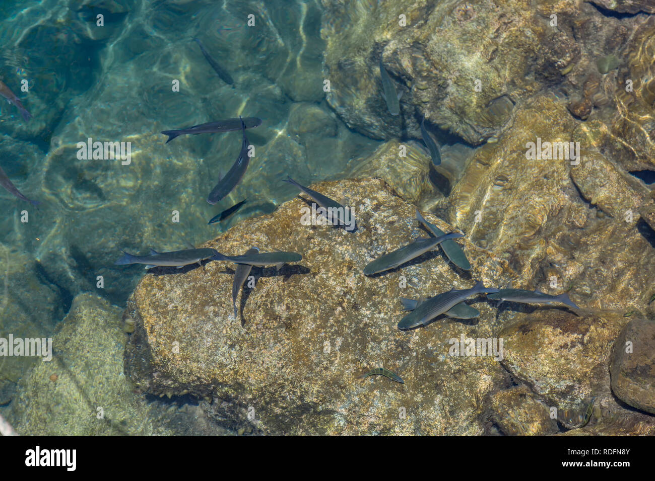 Fisch im klaren Wasser des Hafens Puerto Mogan Stockfoto