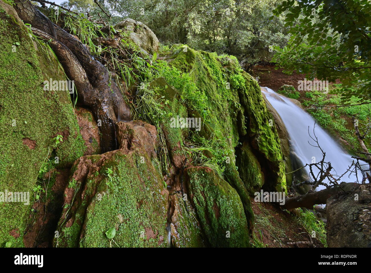 Grünes Moos und Baumwurzeln neben dem Wasserfall Stockfoto