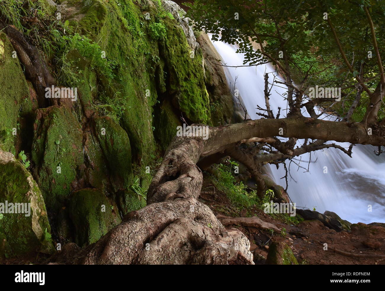 Baum und grünes Moos neben dem Wasserfall Stockfoto