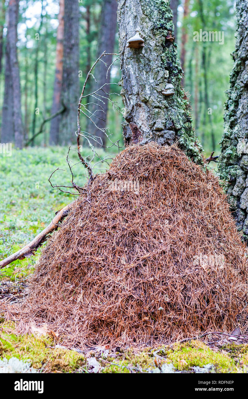 Riesige hohe ameisenhaufen aus getrockneten Kiefernnadeln im Wald Stockfoto