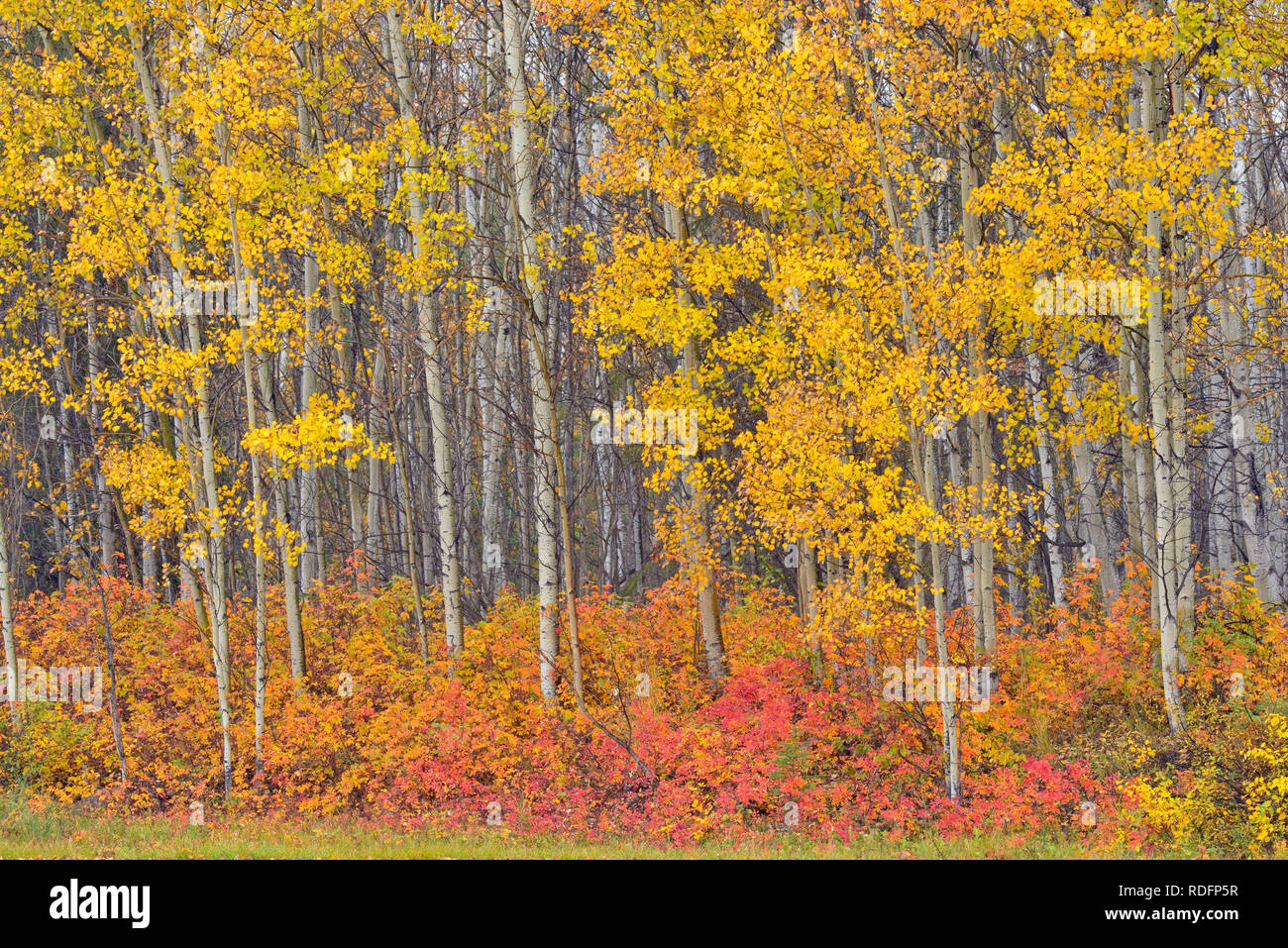 Aspen woodland mit Herbst Wild Rose im Unterwuchs, Fort Providence, Northwest Territories, Kanada Stockfoto