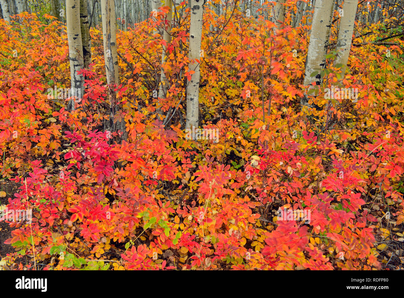 Aspen woodland mit Herbst Wild Rose im Unterwuchs, Fort Providence, Northwest Territories, Kanada Stockfoto