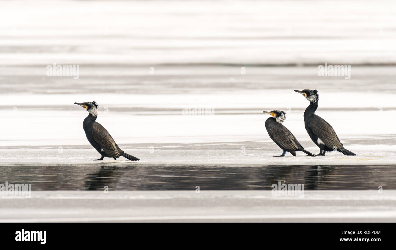 Drei Kormorane (Phalacrocorax carbo) stehen auf dem Eis eines zugefrorenen See (Wien, Österreich) Stockfoto