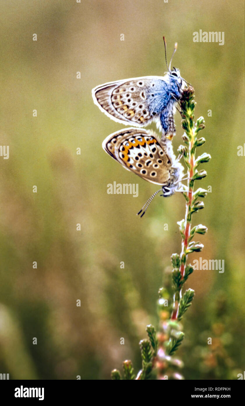 Ein Paar silberbesetzter blauer Schmetterlinge Plebejus argus paart sich auf den Heiden des New Forest Hampshire England UK Stockfoto