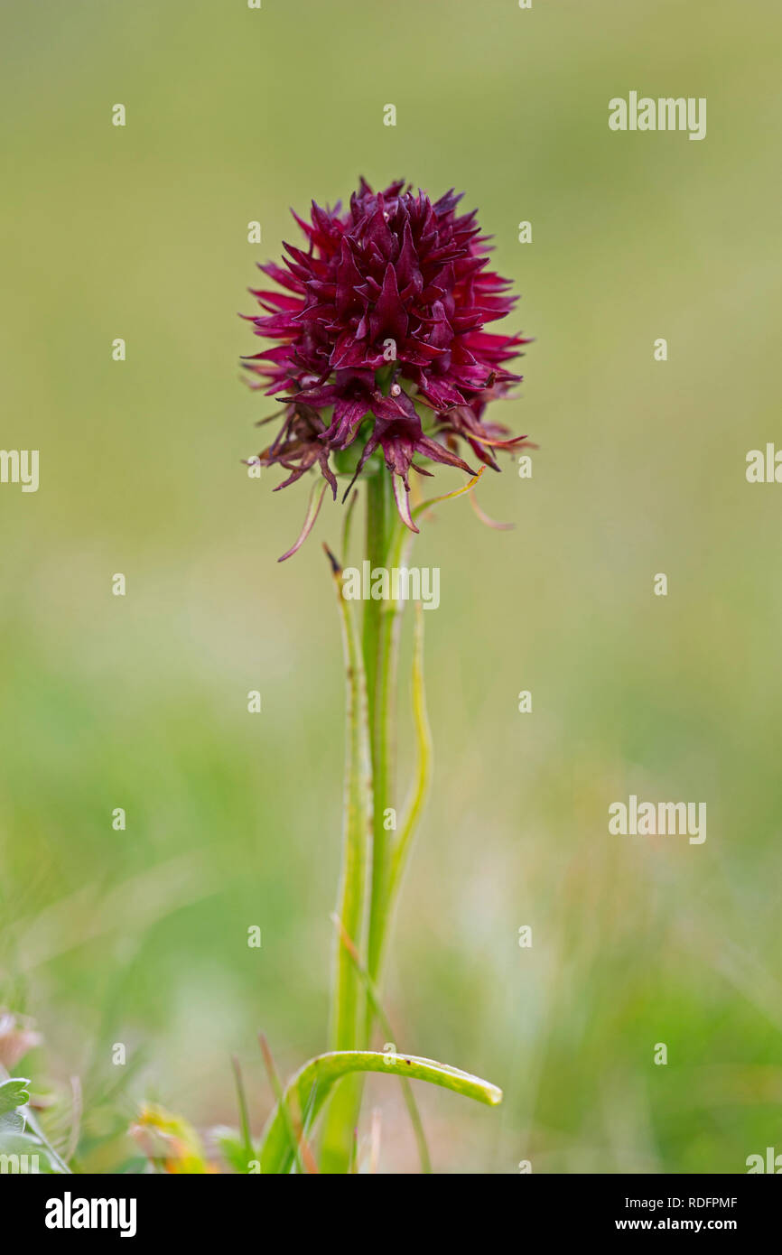 Schwarze Orchideen Stockfotos und -bilder Kaufen - Alamy