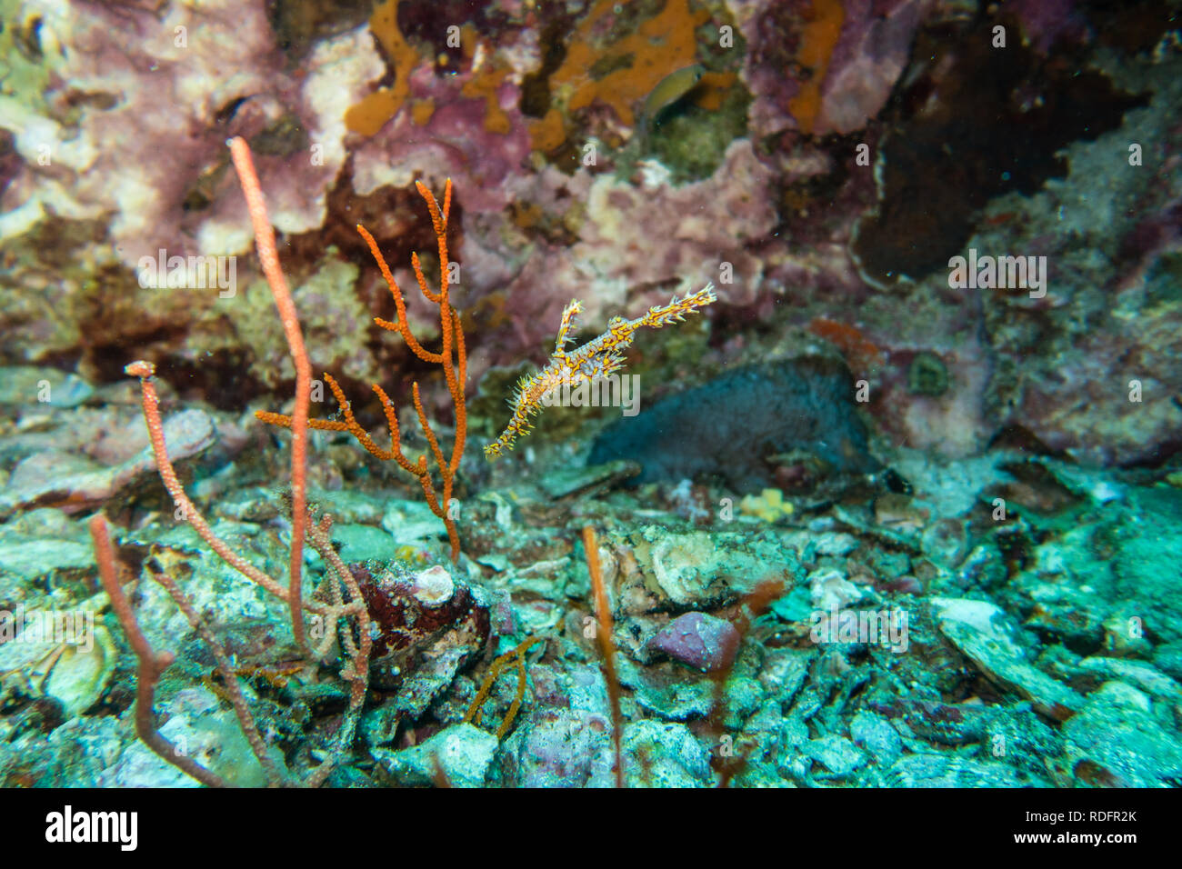 Thailand: verzierten ghost Rohr Fisch mit seiner Tarnung Fähigkeiten am Korallenriff der Welt Klasse Tauchen Punkt Richelieu Rock Stockfoto
