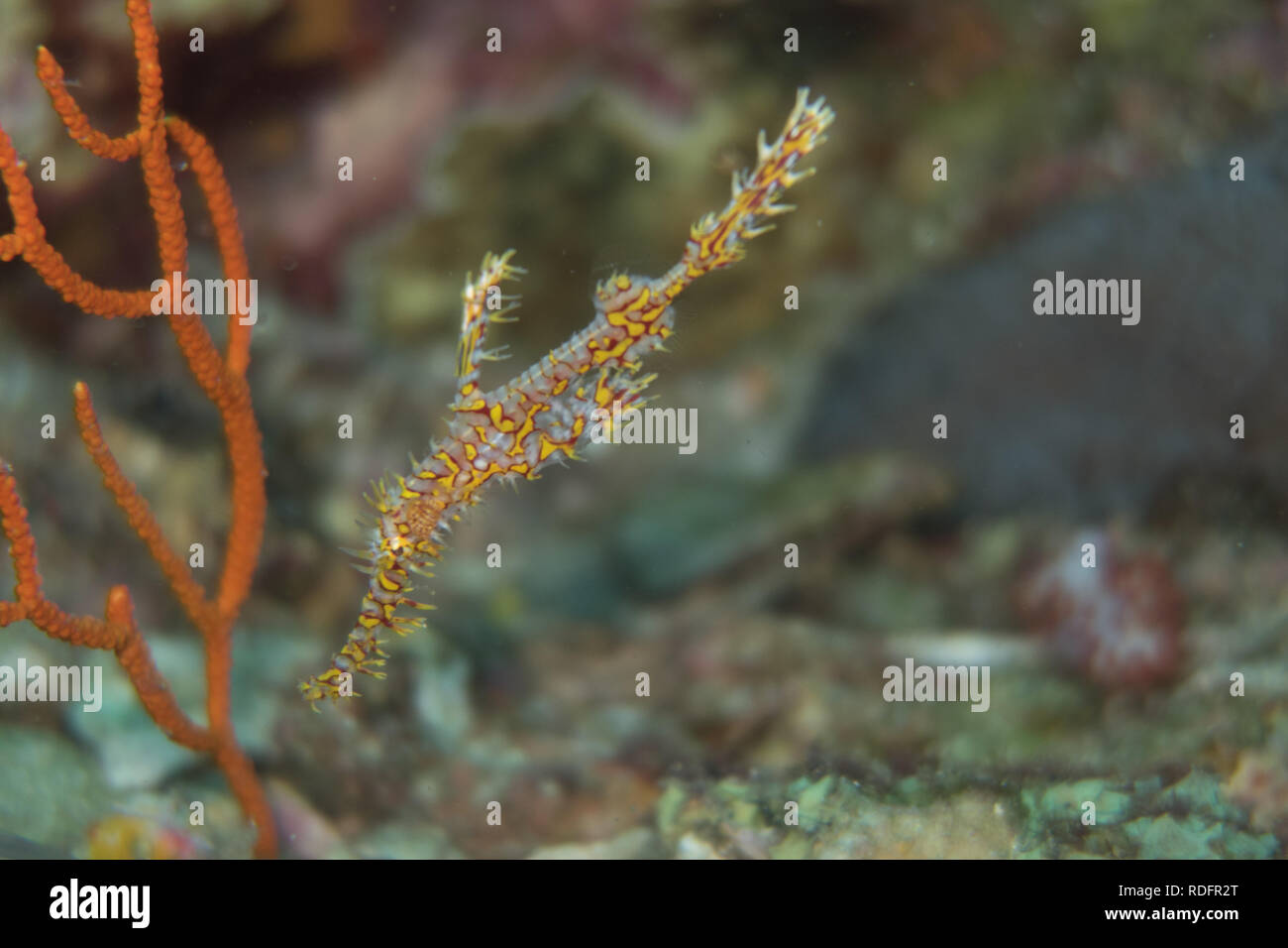 Thailand: schönen verzierten ghost Rohr Fisch mit seiner Tarnung Fähigkeiten im Coral Reef von Richelieu Rock Stockfoto