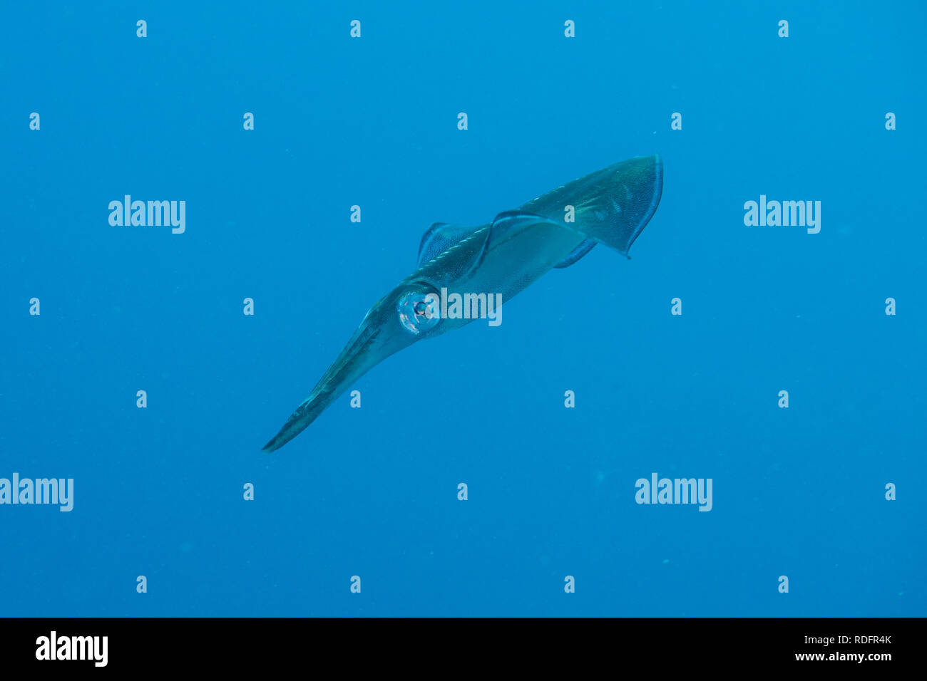 Tintenfisch schweben im offenen Meer auf der Suche nach Köder Stockfoto