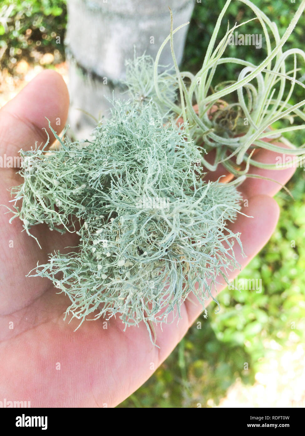 Old man's Beard, or Beard Lichen closeup (usnea florida) - Florida, USA Stockfoto