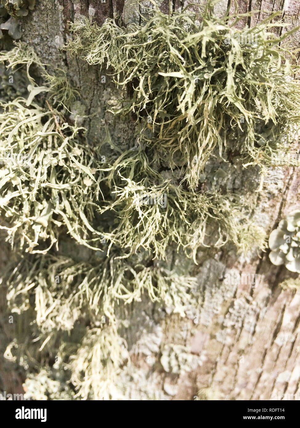 Old man's Beard, or Beard Lichen closeup (usnea florida) - Florida, USA Stockfoto