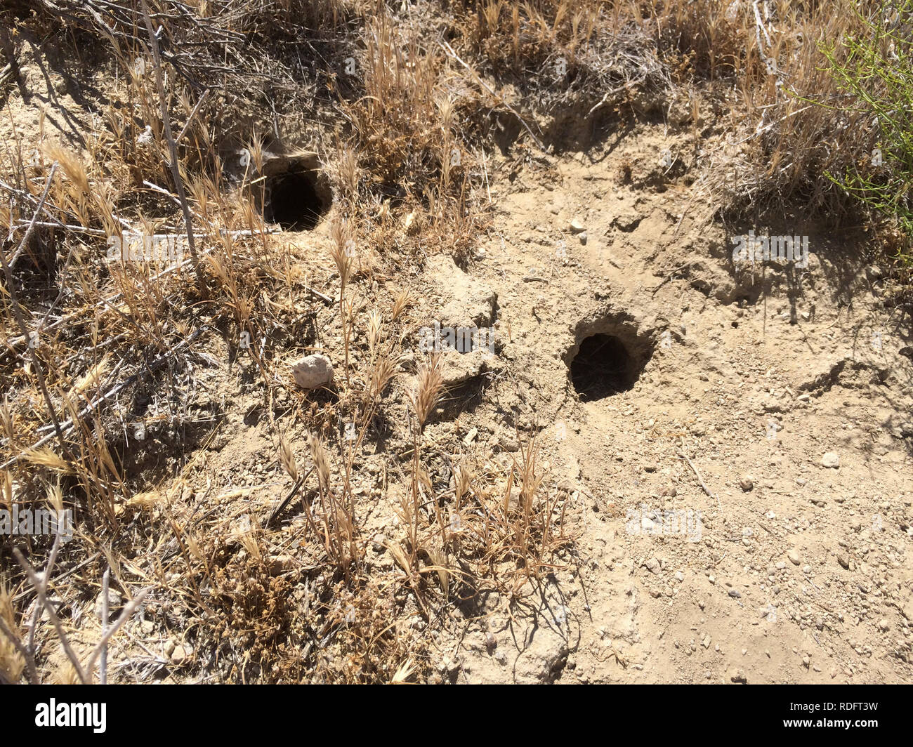 Riesige Känguru Ratte (Dipodomys ingens) ausleihen Bohrungen auf dem Trockenen Carrizo Ebene Grasland - Kalifornien USA Stockfoto