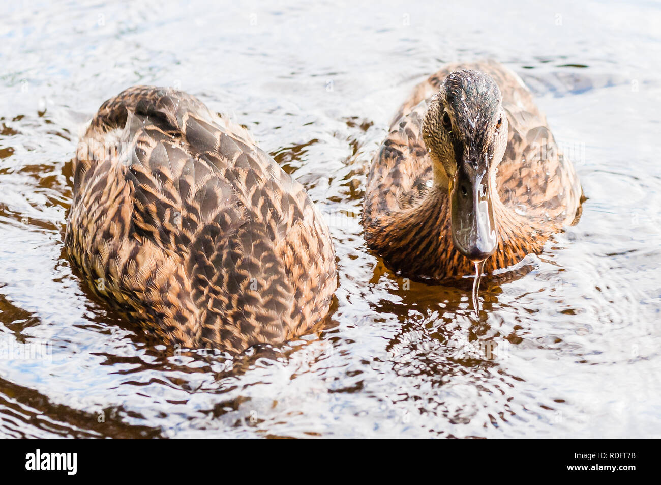 Zwei braune Enten und Entenküken tauchen die Nahrung im See in der Nähe