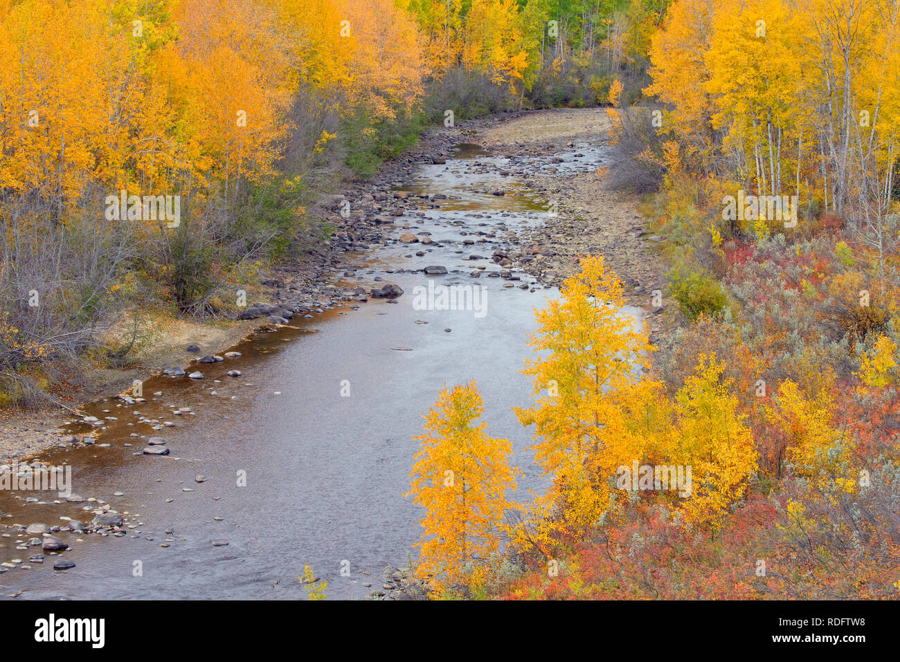 Herbst Espen und der Meikie Fluss, Manning, Alberta, Kanada Stockfoto