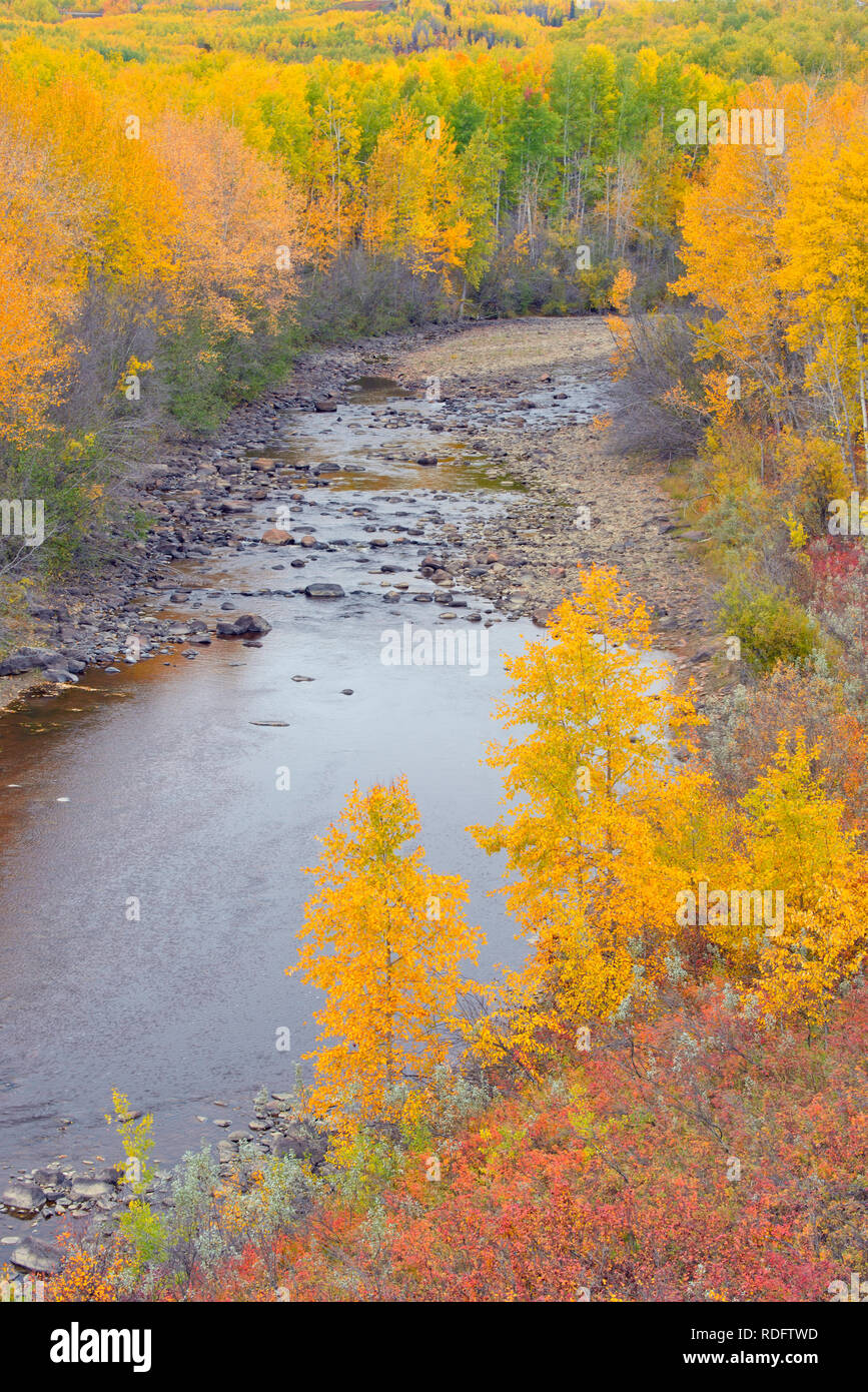 Herbst Espen und der Meikie Fluss, Manning, Alberta, Kanada Stockfoto
