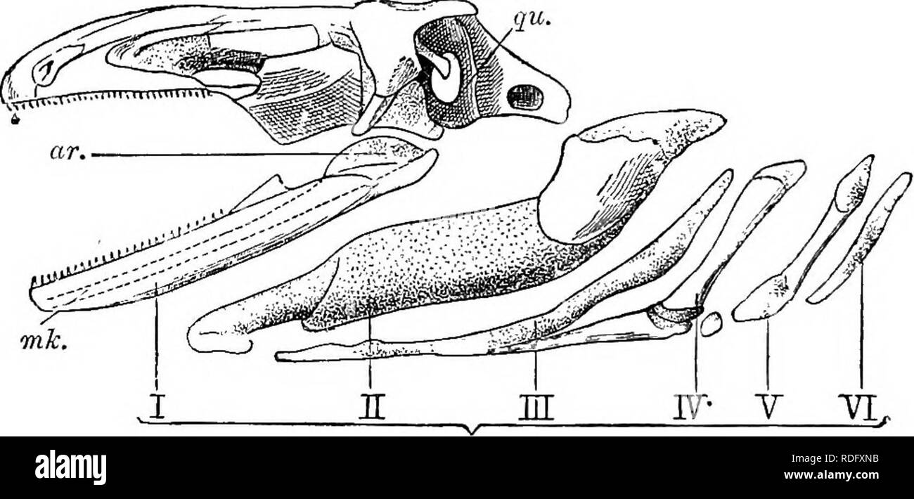 . Elemente der vergleichenden Anatomie der Wirbeltiere. Anatomie, Vergleichende. 84 vergleichende Anatomie, Regionen und hat sehr deutlich die Beziehungen in der introduc- tion zu diesem Kapitel beschrieben. Die auditive Kapseln (Abbn. 63 bis 65) - werden mittels knorpeligen Traktate in der Basi gebunden - und supra-Okzipitalen Regionen, und werden in der Regel stark von den später verknöchert und exoccipitals prootics, - eine neue und wichtige Änderung zeigen im Vergleich zu denen der Fische in Anwesenheit von einer Blende, die fenestra Ovalis, auf der äusseren Umhüllung und auf der unteren Seite von jeder. Diese fenestra wird durch eine cartilagi geschlossen Stockfoto