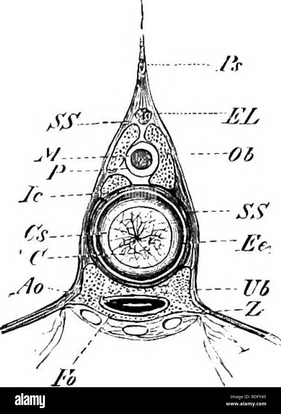 . Elemente der vergleichenden Anatomie der Wirbeltiere. Anatomie, Vergleichende. Füllen. 2 "II.-Teil op der Wirbelsäule L'olumx der, b&gt; (&lt; H/V (/7 V (. (Seitliche Ansicht.) Abb. 24.- Querschnitt der Wirbelsäule von Colujin rutheiiux Aciptuv-r (im vorderen Teil des Bsb}'). Pn, dornfortsätze Prozess; J, lowei" Arch; Ao, Aorta, Po, median Teile der unteren Bögen, die Hier die aorta enclcie ventral; Z, basalen Prozessen der unteren Bögen. wird im Wesentlichen durch die neuronalen Bögen angezeigt. In den beiden Gruppen letzte erwähnt, jedoch skeletogenous Zellen durch die primären notochordal Ummantelung Pause (el Stockfoto