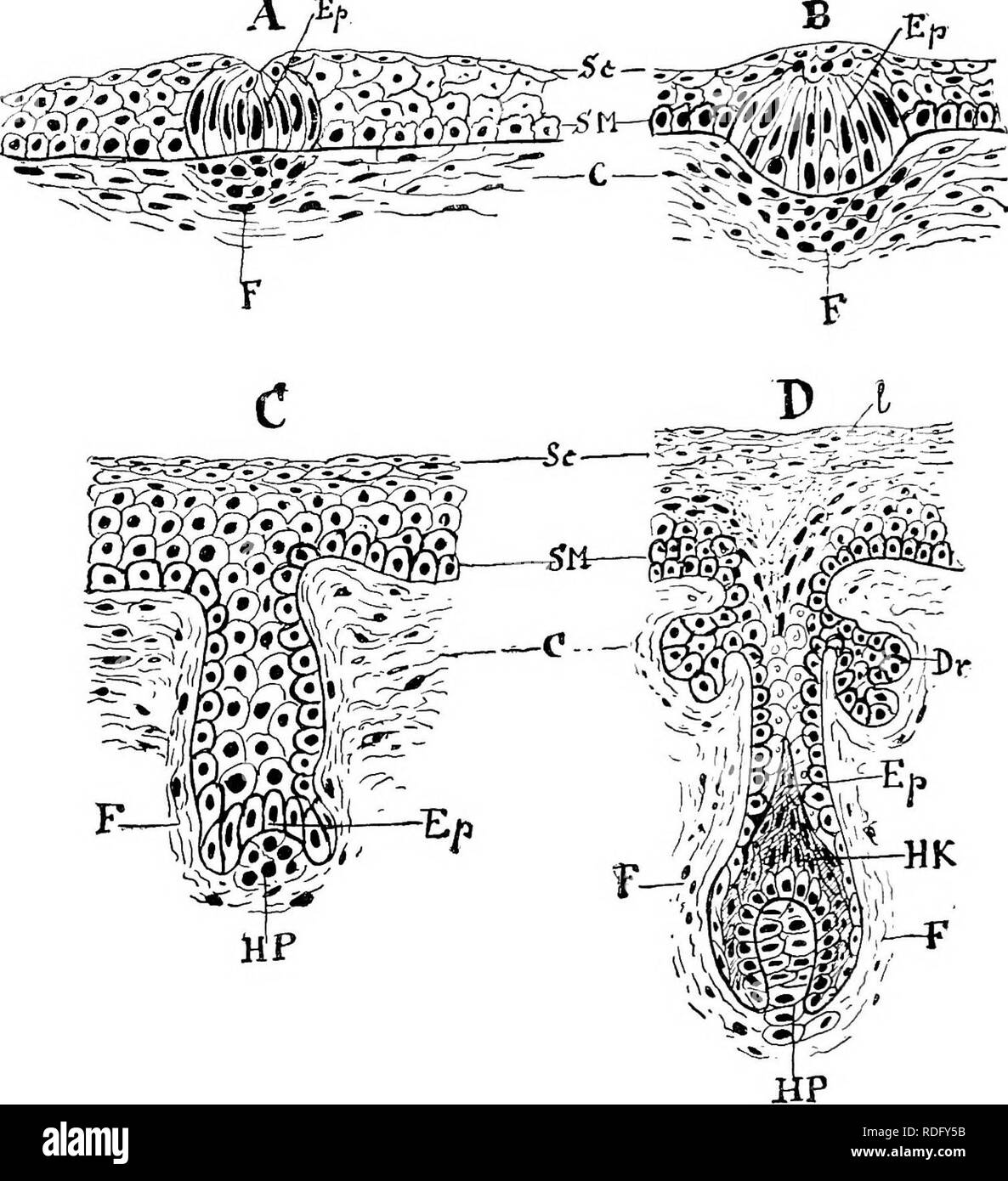. Elemente der vergleichenden Anatomie der Wirbeltiere. Anatomie, Vergleichende. 24 COiiPARATIVE AXATOMY Medulla, Cortex, und Nagelhaut (Abb. 16 A), die alle aus Zellen gebildet. Die follikuläre Gewebe mit Blut - Schiffe, reicht bis in die Lampe - wie base oder Wurzel der Haar-A/^/'. Abb. 1.5.-Diagramme ov vier Stufen (A-D) in Thk Entwicklung der HAm-- ^. (Nach F. Maurer.), Sr, Stratum corneiim; s^f, stratum Malpighii, die Anlass zu einer epithelialen Knopf Ep; dieser wächst nach innen in die Lederhaut (C); F, Rudiment der Haare - follikel; HP, papille; Großbritannien, Haar-Glühlampe Stockfoto