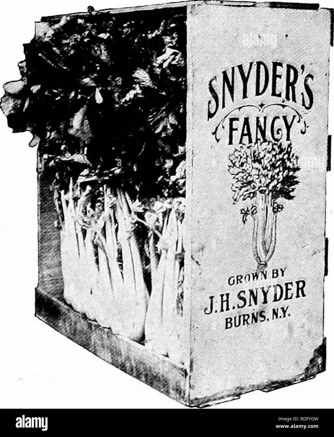. Das Gemüse im Staat New York... Gemüse; Gartenarbeit. 1468 Die pflanzlichen Industey in New Yoek Zustand. Abb. 451.- Attraktiv verpackt Sellerie Bereit für JIaeket off im Feld; dass die sellerie wurde sorgfältig geerntet und all den Schmutz entfernt, die von den Wurzeln - so bleibt es sauber - und dass die Kiste war mit einheitlichen Stengel auf die Seite und jeder mit den besten Gesicht Seite des Hebels an der out-Seite verpackt. Wir werden auch feststellen, dass es in einer Kiste gutes Aussehen gepackt ist. Wir können auf die gleiche Weise, und wenn wir es bezahlt wird. Ich weiß von einem Fall, wo Stockfoto