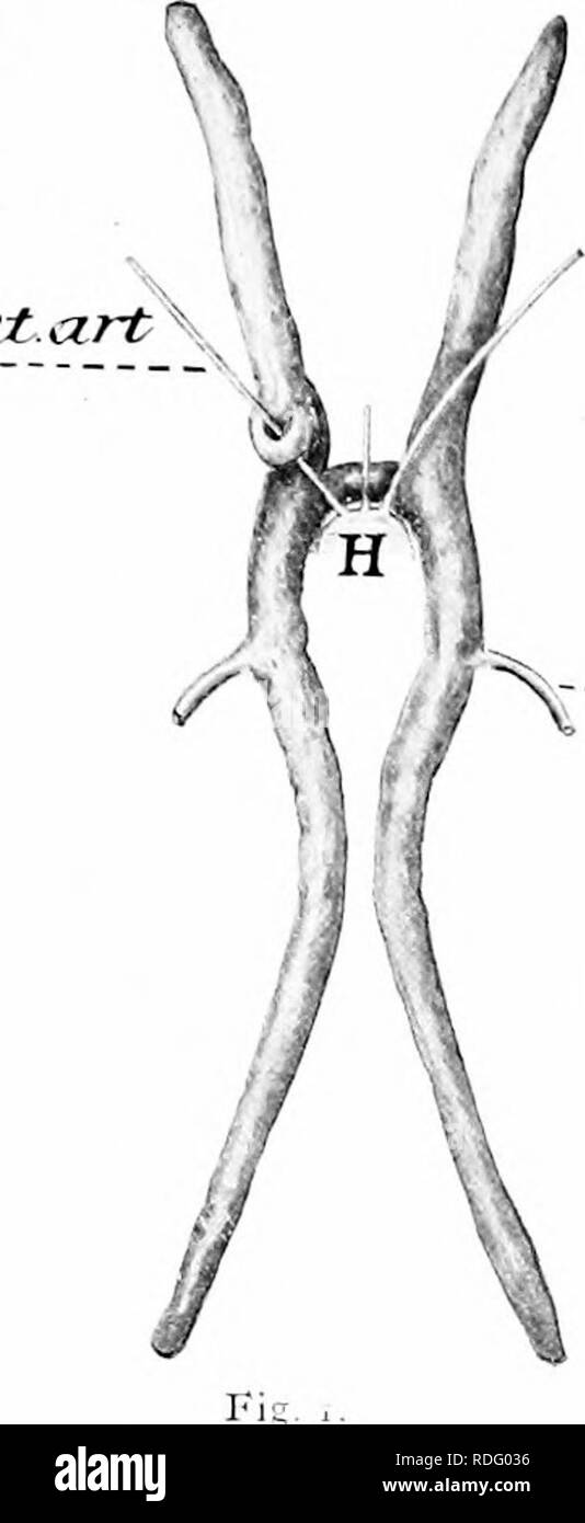 . Natürliche Geschichte der amerikanischen Hummer... Decapoda (Crustacea); Hummer Fischerei. ButL. Us B.F.,: 909. Pl, ATE XLIV. ant Art t4 isfj^-lo 7, ein CSC^- dzut.. Bitte beachten Sie, dass diese Bilder sind von der gescannten Seite Bilder, die digital für die Lesbarkeit verbessert haben mögen - Färbung und Aussehen dieser Abbildungen können nicht perfekt dem Original ähneln. extrahiert. Herrick, Francis Hobart, 1858-1940. Washington, Govt. Drucken. Aus. Stockfoto