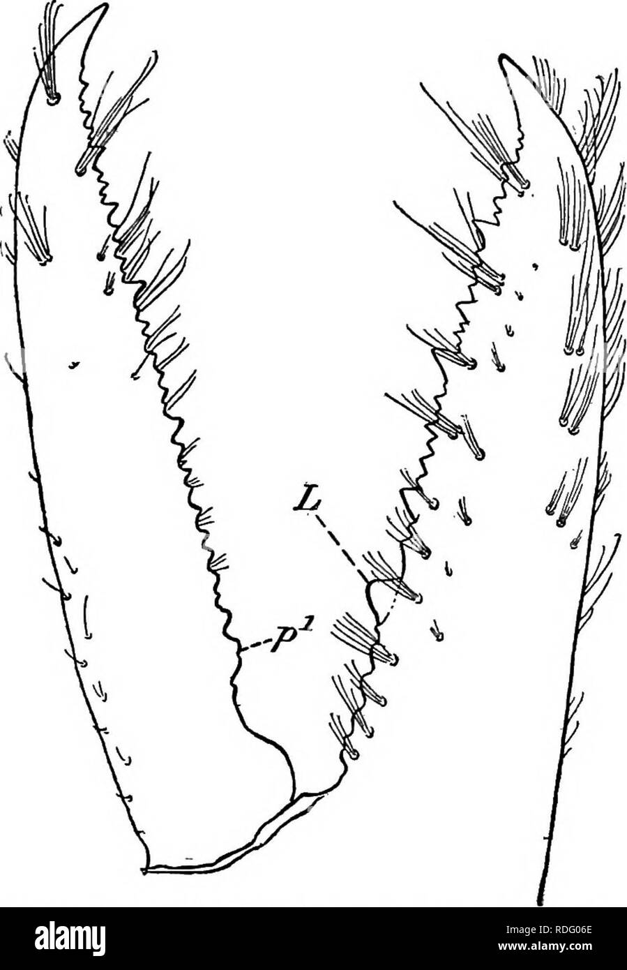 . Natürliche Geschichte der amerikanischen Hummer... Decapoda (Crustacea); Hummer Fischerei. NATURAIv GESCHICHTE DER AMERIKANISCHEN HUMMER. 267 In der vierten Phase die große Krallen sind nicht nur symmetrisch, aber der Zahnriemen Art. Nach Emmel (96) Die Umstellung auf die asymmetrischen Zustand beginnt in der sechsten Etappe, sondern im Material untersucht als Grundlage für dieses Konto es unmöglich war, die morphologischen Unterschiede bis zum siebten oder nachfolgender Stadium zu erkennen. Es ist zweifellos etwas Veränderung in dieser Hinsicht. Es ist wahr, dass in der vorangegangenen Perioden der große Krallen in der Größe unterscheiden können oder leicht in Stockfoto