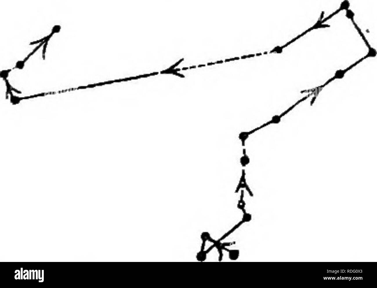. Die Kraft der Bewegung in Pflanzen. Pflanzen, Botanik. Obap. I. CUCUEBIT. V. 39 nach oben, in welcher Position geotropism wäre zunächst mit wenig Strom handeln. Ein Faden war in der Nähe mit seiner Basis angeschlossen sind, und den Projektionen zufolge über einen Winkel von 45° über dem Horizont. Der allgemeine Verlauf während der 11 Stunden der Beobachtung und in der folgenden Nacht, ist in der beigefügten Abbildung gezeigt (Abb. 26), und war einfach Aufgrund geotropism; aber es war auch klar, dass die keimwurzel circumnutated. Am nächsten Morgen mit der Spitze nach unten gebogen hatte, so viel, dass die Fila-ment, anstelle von Pr" bei 45° über Th ojecting Stockfoto