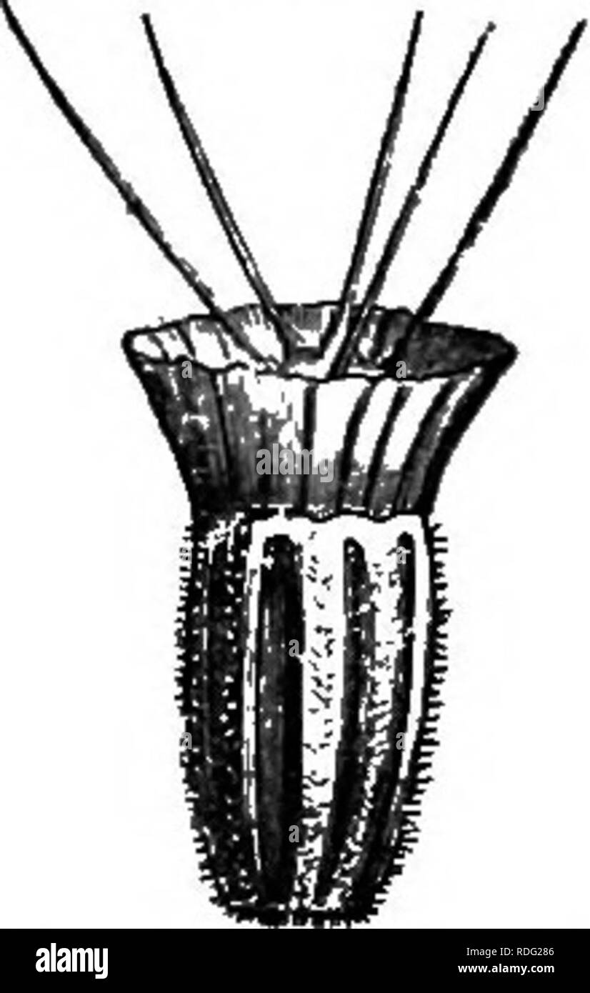 . Die natürliche Geschichte der Pflanzen. Botanik. Abb. 419. Obst, mit festgelegten involucel Öffnen.. Abb. 420. Obst, surrouaded durch involucel. entwickelt als die ein oder zwei posterior, die Sie in der Knospe überschneiden. Die Staubfäden sind vier an der Zahl, im Wechsel mit den Abteilungen der Corolla, Posterior, ab-gesendet. Sie sind krautige Pflanzen, manchmal an der Basis strauchigen, bewohnen die gemäßigten Regionen der Alten Welt mit Ausnahme von Ozeanien. Die Blumen, die sur-von einem saclike involucel, die rund um die Frucht weiterhin abgerundet, sind im Terminal capitules, ovale oder kugelig, oder depressiv gruppiert. Sie ar Stockfoto